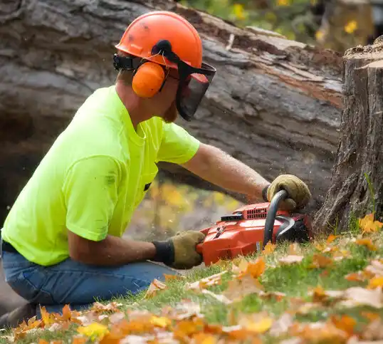 tree services Brightwaters